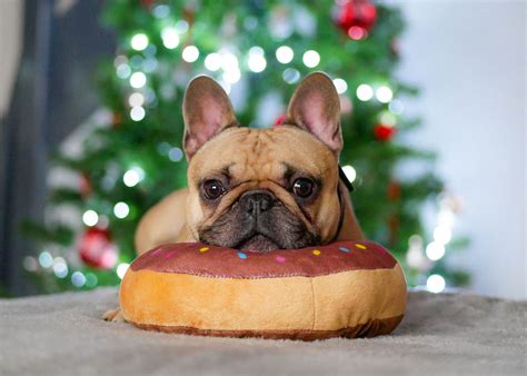 french bulldog gifts for christmas